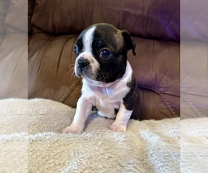 Cane Corso Puppy for sale in WASHBURN, MO, USA