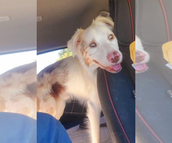 Medium Photo #3 Australian Shepherd-Unknown Mix Puppy For Sale in New York, NY, USA