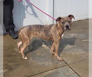 American Pit Bull Terrier-Unknown Mix Dogs for adoption in Louisville, KY, USA