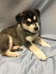 Small Photo #4 German Shepherd Dog-Siberian Husky Mix Puppy For Sale in YUCCA VALLEY, CA, USA