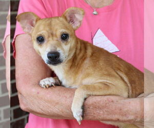 Chihuahua-Unknown Mix Dogs for adoption in Prattville, AL, USA