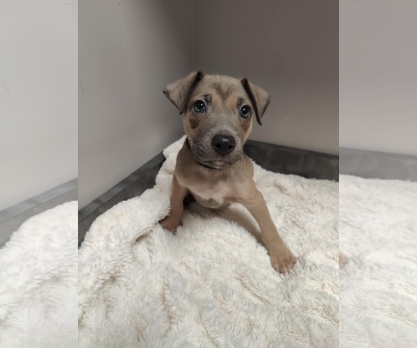 Medium Photo #1 American Pit Bull Terrier-Labrador Retriever Mix Puppy For Sale in St. Louis Park, MN, USA