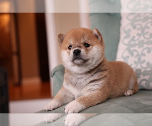 Shiba Inu Puppy for Sale in CINCINNATI, Ohio USA