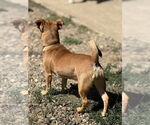 Small #3 Mutt