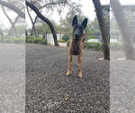 Small #2 Mutt