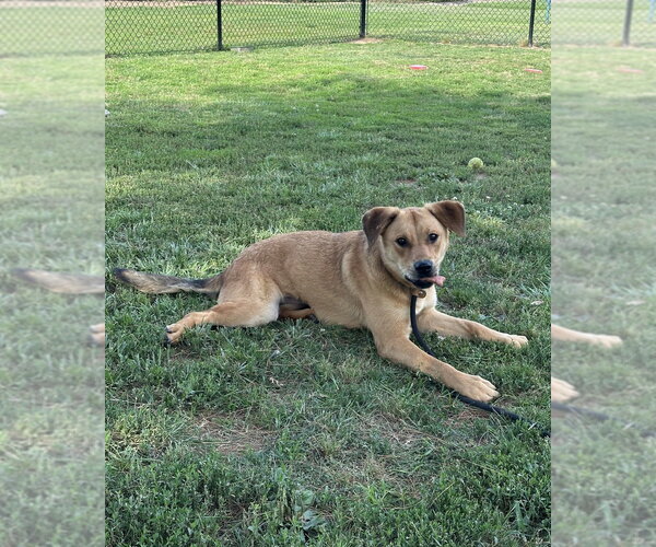 Medium Photo #5 Labrador Retriever-Unknown Mix Puppy For Sale in Evansville, IN, USA