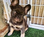 Small #4 French Bulldog