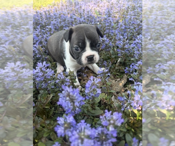 Medium Photo #1 Boston Terrier Puppy For Sale in FREDONIA, KS, USA