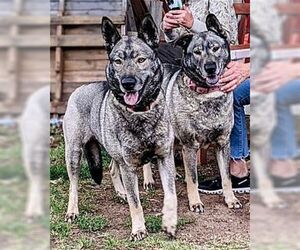 Freida and Dallen - Female Norwegian Elkhound Dog for Adoption - Photo #4