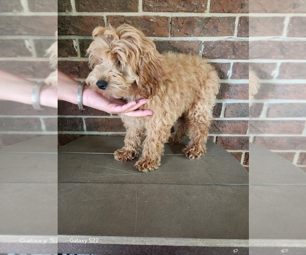 Medium Photo #5 Cockapoo (Miniature) Puppy For Sale in CLARKRANGE, TN, USA