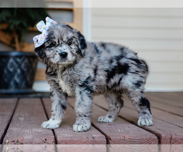 Medium Photo #2 Australian Retriever Puppy For Sale in LIBERTY, KY, USA