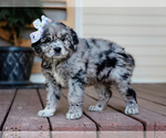Small #1 Australian Retriever