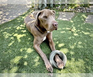 American Pit Bull Terrier Dogs for adoption in Pasadena, CA, USA