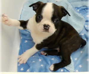 Boston Terrier Puppy for sale in CRKD RVR RNCH, OR, USA