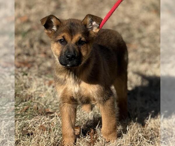 Medium Photo #3 Mutt Puppy For Sale in Yardley, PA, USA