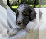 Small #2 Goldendoodle