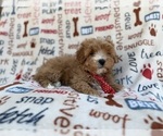 Small #2 Cavapoo (Miniature)