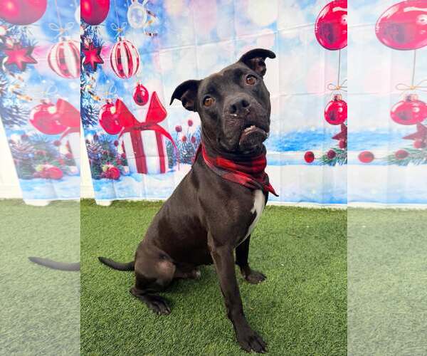 Medium Photo #5 Mutt Puppy For Sale in Pompano Beach , FL, USA