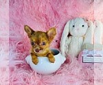 Small #33 Chihuahua