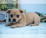 Puppy Paul Chihuahua
