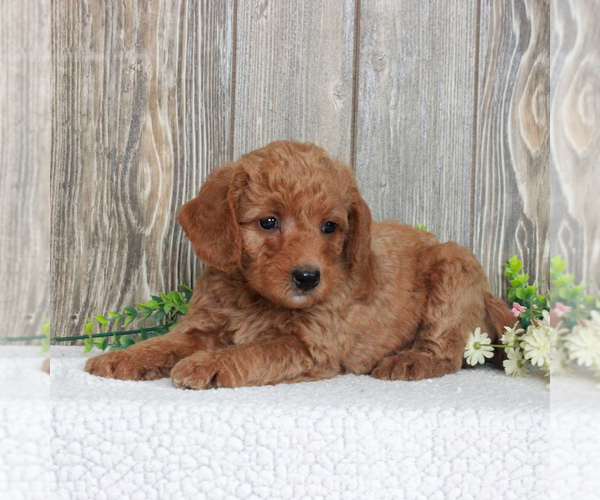 Medium Photo #5 Goldendoodle-Poodle (Miniature) Mix Puppy For Sale in HONEY BROOK, PA, USA