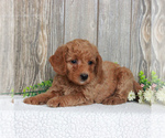 Small Photo #5 Goldendoodle-Poodle (Miniature) Mix Puppy For Sale in HONEY BROOK, PA, USA
