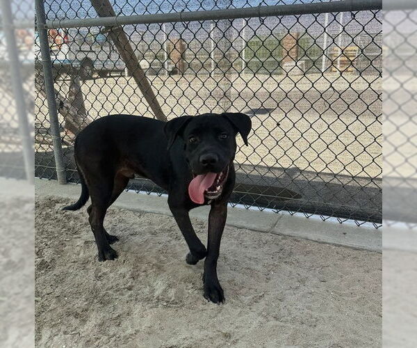 Medium Photo #1 Mastiff-Unknown Mix Puppy For Sale in Riverside, CA, USA