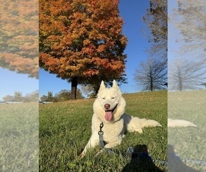 Mother of the Siberian Husky puppies born on 01/22/2025