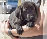 Small #2 Sheprador