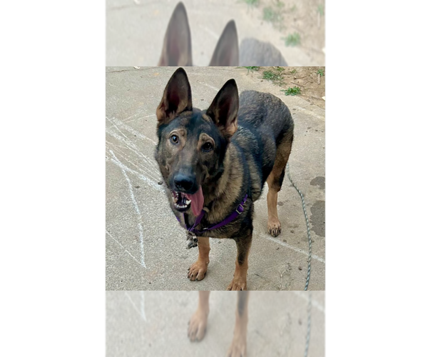 Medium Photo #9 German Shepherd Dog-Unknown Mix Puppy For Sale in Brewster, NY, USA