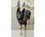 Small #8 German Shepherd Dog Mix