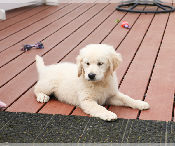 Medium Photo #9 English Cream Golden Retriever Puppy For Sale in SYRACUSE, IN, USA