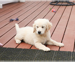 Small #8 English Cream Golden Retriever