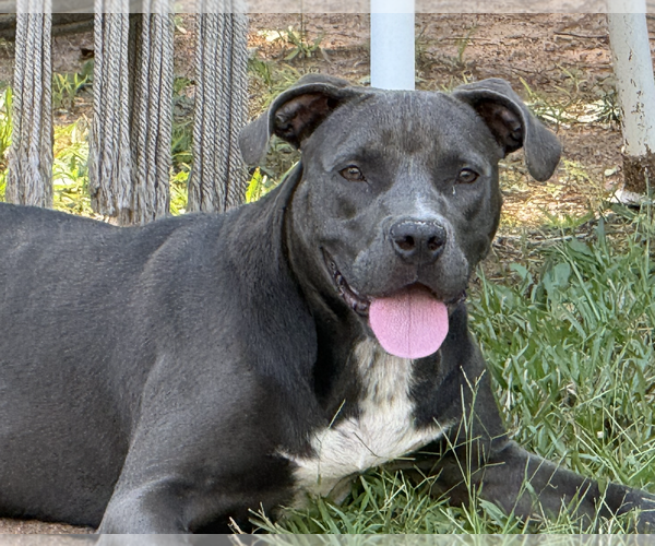 Medium Photo #1 American Staffordshire Terrier-Unknown Mix Puppy For Sale in Decatur, GA, USA