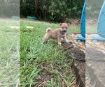Small Photo #1 Shiba Inu Puppy For Sale in MERRITT IS, FL, USA