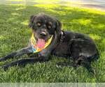 Small #1 Poodle (Standard) Mix