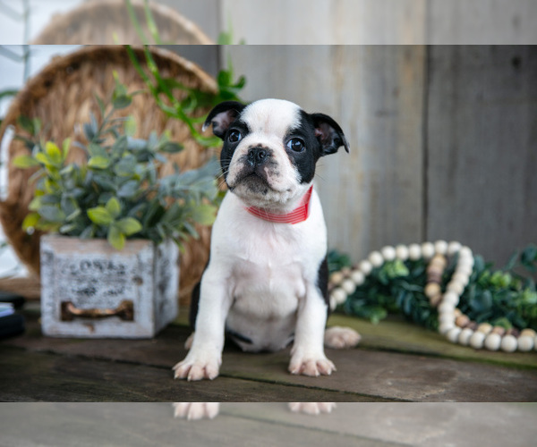 Medium Photo #2 Boston Terrier Puppy For Sale in MILLERSBURG, OH, USA