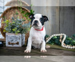 Small Photo #15 Boston Terrier Puppy For Sale in MILLERSBURG, OH, USA