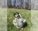 Small Photo #60 Australian Shepherd Puppy For Sale in FARMVILLE, VA, USA