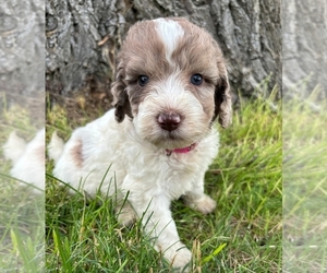 Springerdoodle Puppy for Sale in PARMA, Idaho USA
