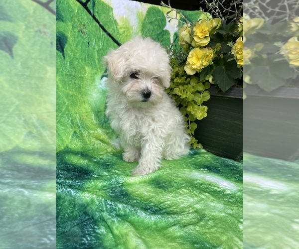 Medium Photo #2 Maltipoo Puppy For Sale in LANCASTER, PA, USA