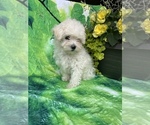 Small Photo #2 Maltipoo Puppy For Sale in LANCASTER, PA, USA