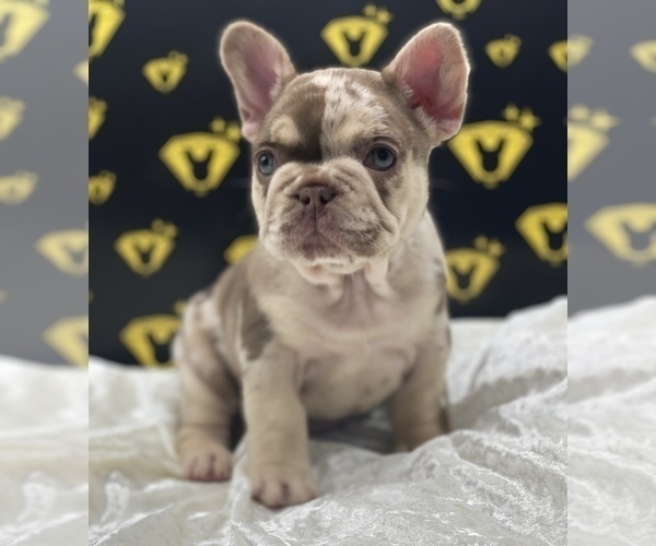 Medium Photo #5 French Bulldog Puppy For Sale in RAYMORE, MO, USA