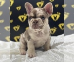 Small Photo #5 French Bulldog Puppy For Sale in RAYMORE, MO, USA