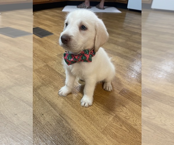 Medium Photo #6 Labradoodle Puppy For Sale in GEORGETOWN, SC, USA