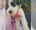 Small #2 Mutt