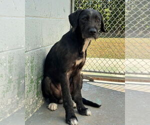 Poodle (Standard)-Unknown Mix Dogs for adoption in Rustburg, VA, USA