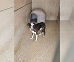 Small #1 American Pit Bull Terrier-Labrador Retriever Mix