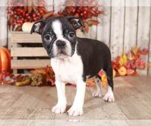 Boston Terrier Puppy for sale in MOUNT VERNON, OH, USA