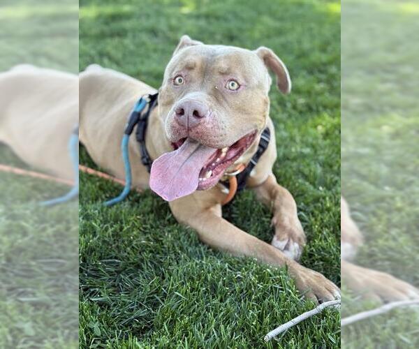 Medium Photo #2 American Pit Bull Terrier Puppy For Sale in West Valley, UT, USA